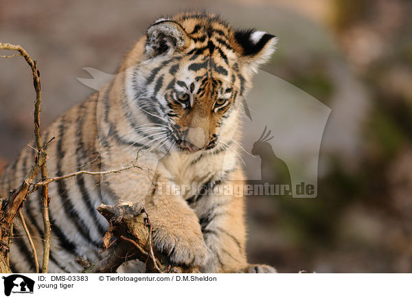 junger Tiger / young tiger / DMS-03383