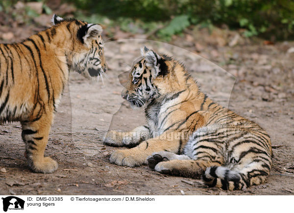 junge Tiger / young tigers / DMS-03385
