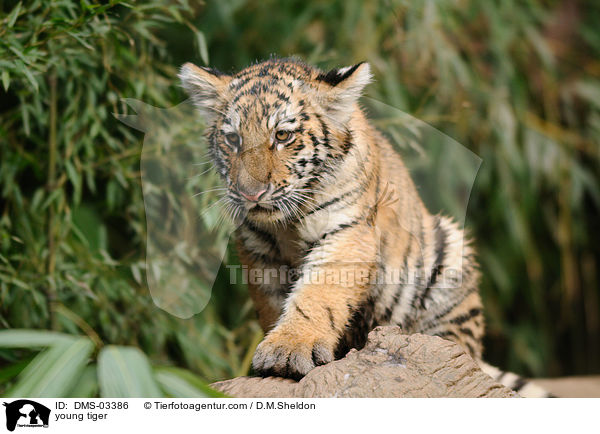 junger Tiger / young tiger / DMS-03386