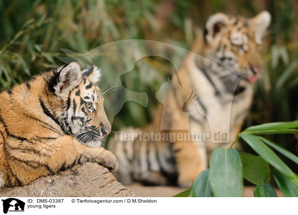 young tigers / DMS-03387