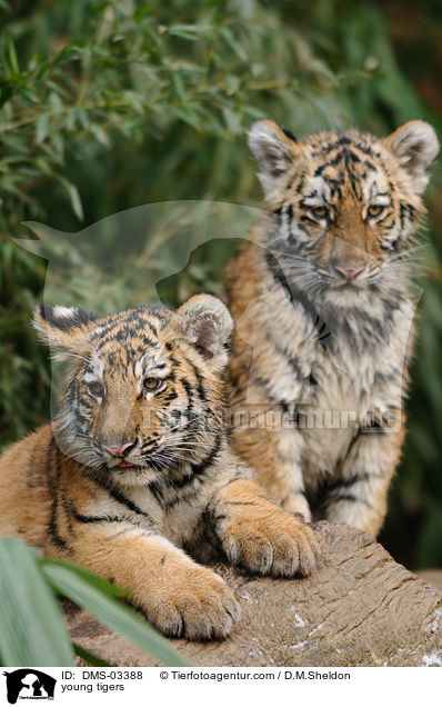 young tigers / DMS-03388