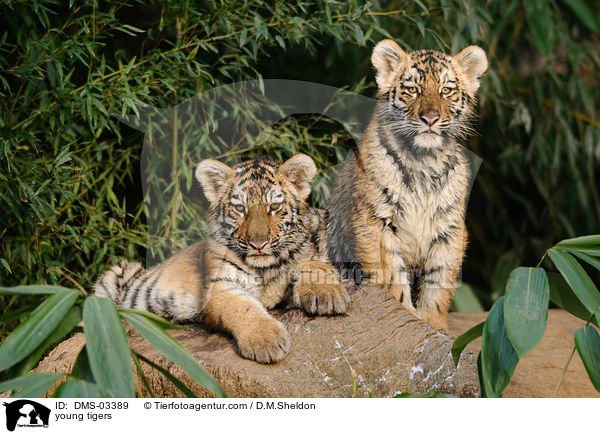 junge Tiger / young tigers / DMS-03389