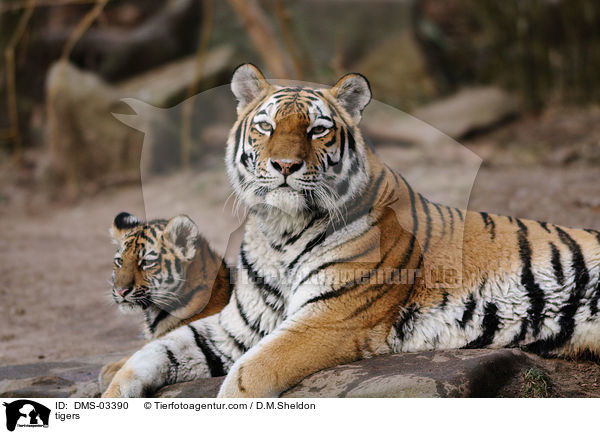 Tiger / tigers / DMS-03390