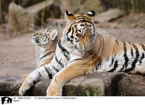 Tiger / tigers / DMS-03391