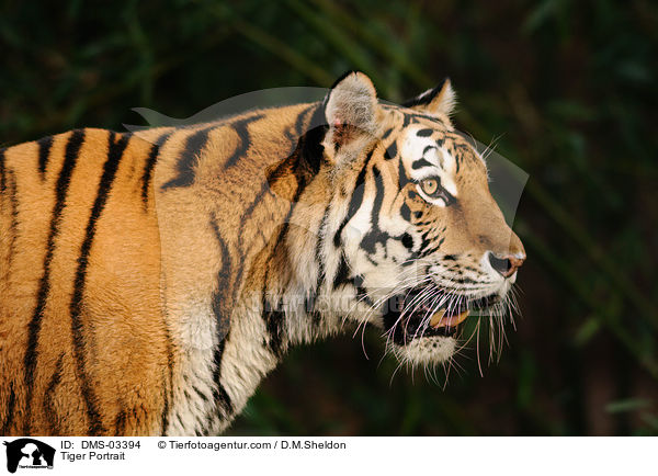 Tiger Portrait / Tiger Portrait / DMS-03394