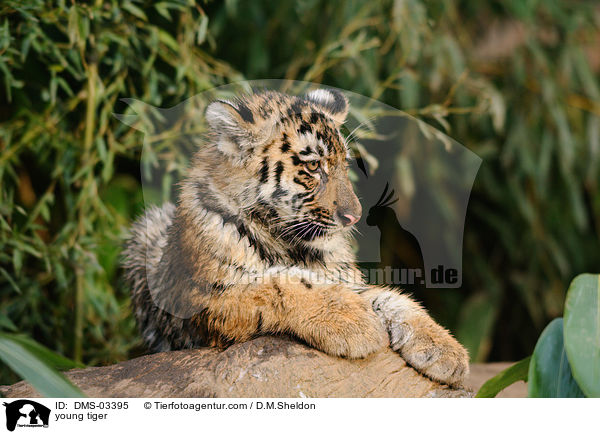 junger Tiger / young tiger / DMS-03395