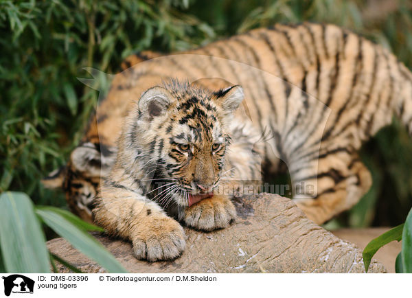 junge Tiger / young tigers / DMS-03396