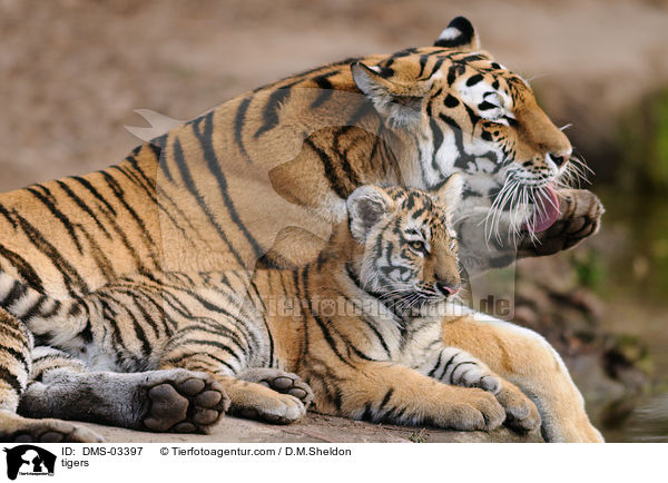 Tiger / tigers / DMS-03397