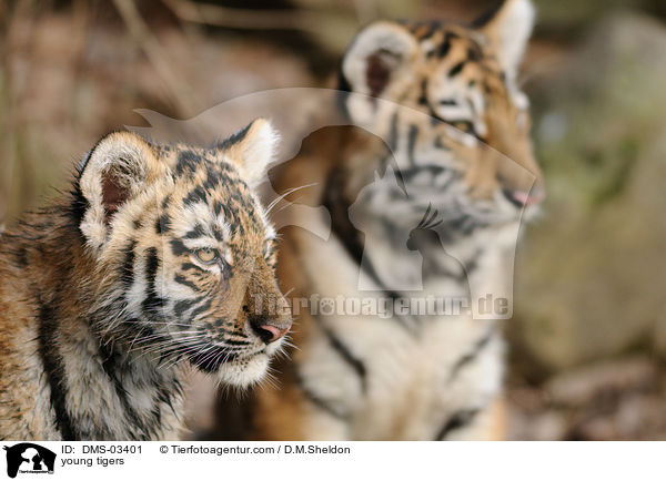 young tigers / DMS-03401