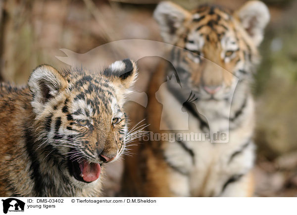 junge Tiger / young tigers / DMS-03402
