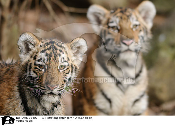 young tigers / DMS-03403