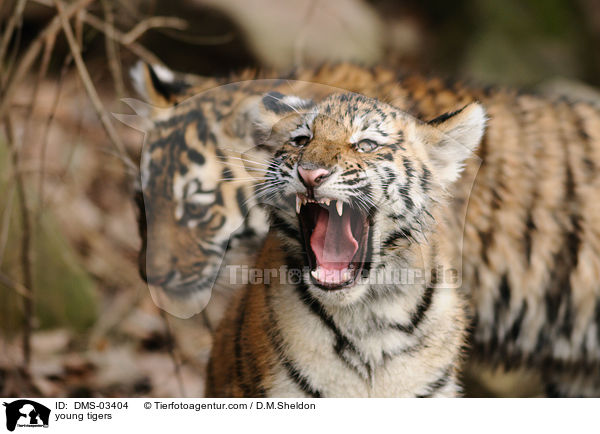 junge Tiger / young tigers / DMS-03404