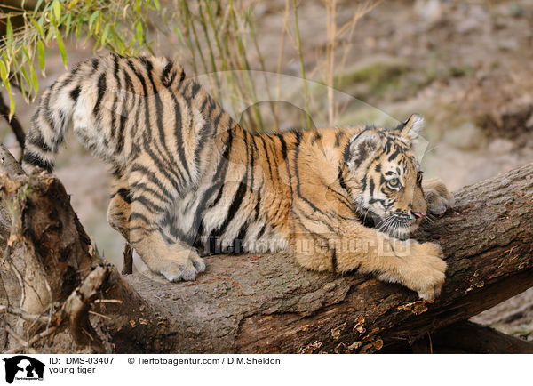 young tiger / DMS-03407