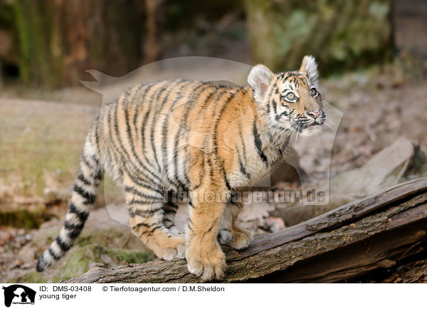 young tiger / DMS-03408