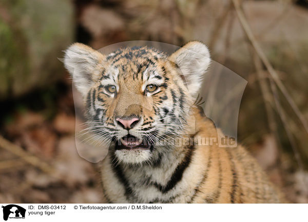 young tiger / DMS-03412