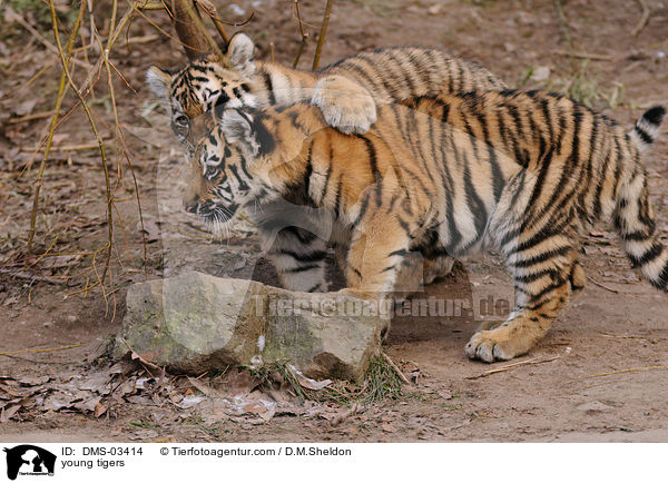 young tigers / DMS-03414