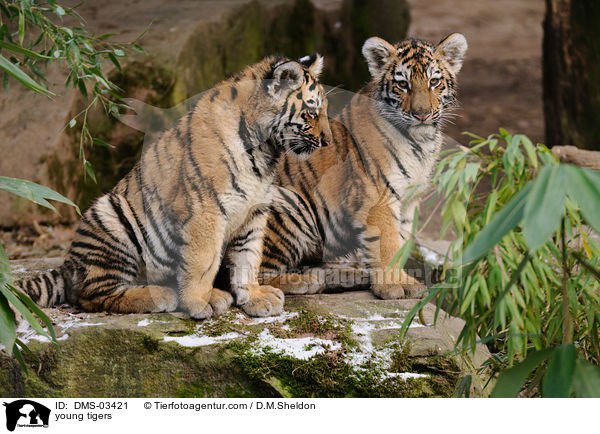 young tigers / DMS-03421