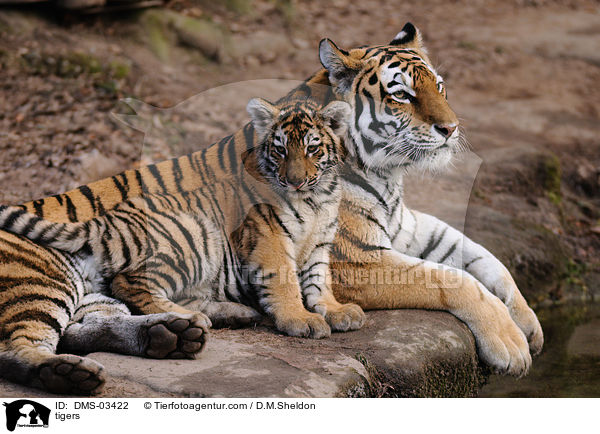 Tiger / tigers / DMS-03422
