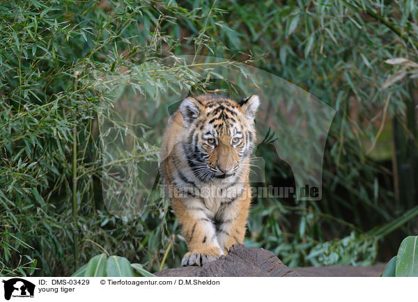 young tiger / DMS-03429