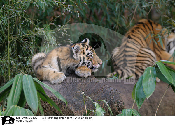 young tigers / DMS-03430
