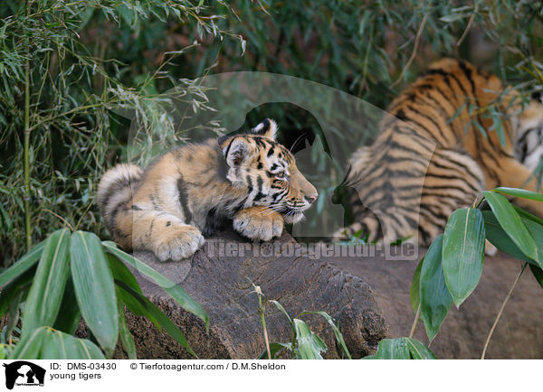 junge Tiger / young tigers / DMS-03430