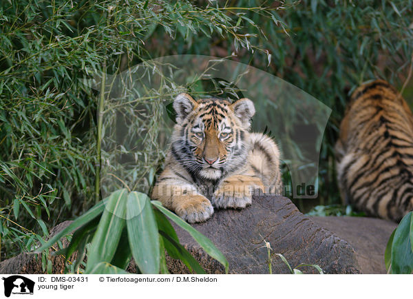 young tiger / DMS-03431