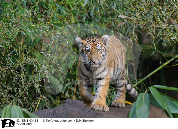 young tiger / DMS-03432