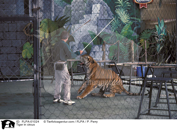 Tiger im Zirkus / Tiger in circus / FLPA-01024