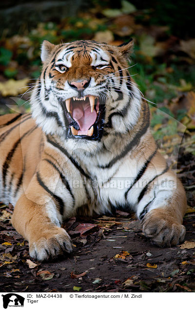 Tiger / Tiger / MAZ-04438