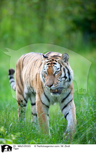 Tiger / Tiger / MAZ-05020