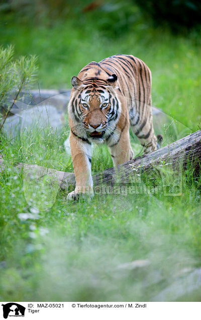 Tiger / Tiger / MAZ-05021