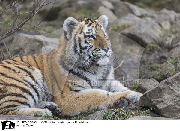 junger Tiger / young Tiger / PW-05993