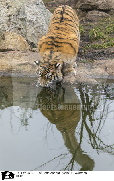 Tiger / Tiger / PW-05997