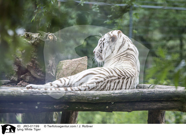 liegender Weier Tiger / lying White Tiger / JRO-01199