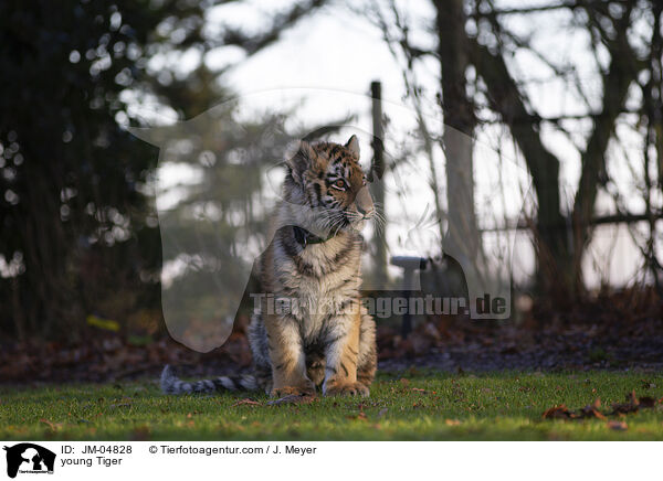 junger Tiger / young Tiger / JM-04828