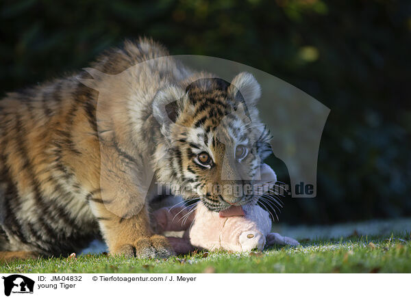 junger Tiger / young Tiger / JM-04832