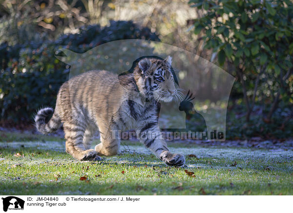 rennender junger Tiger / running Tiger cub / JM-04840