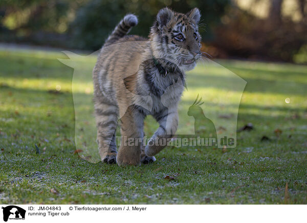 rennender junger Tiger / running Tiger cub / JM-04843