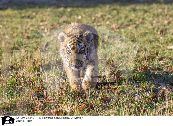 junger Tiger / young Tiger / JM-04849