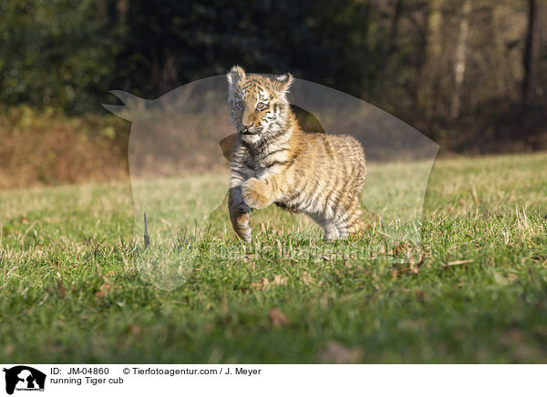 rennender junger Tiger / running Tiger cub / JM-04860