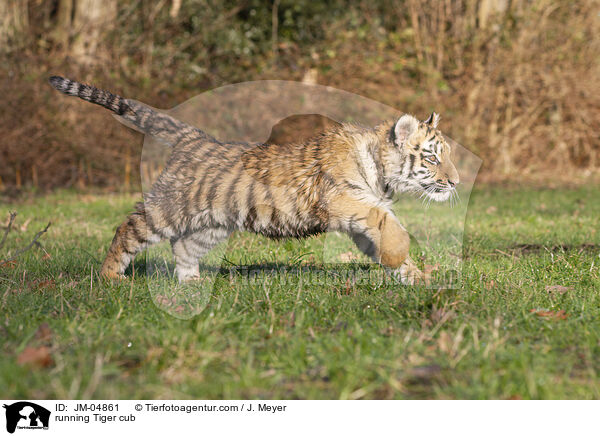rennender junger Tiger / running Tiger cub / JM-04861