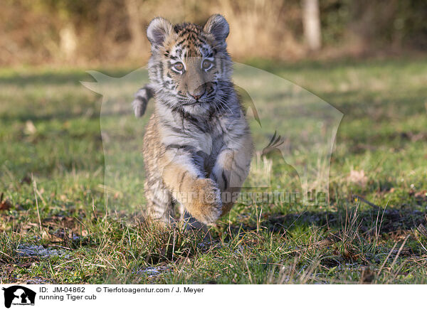 rennender junger Tiger / running Tiger cub / JM-04862