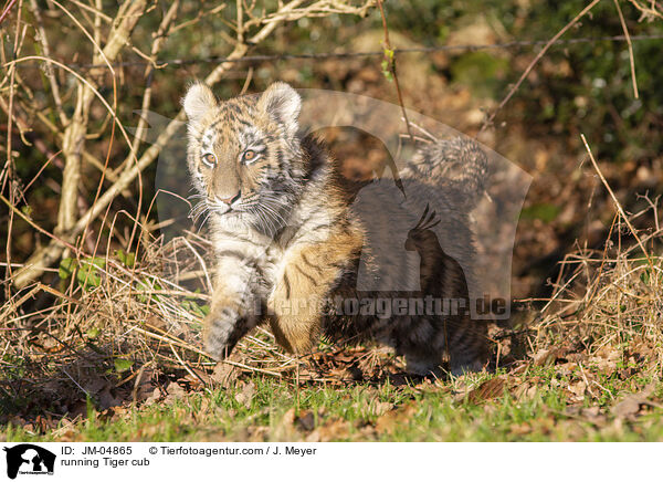 rennender junger Tiger / running Tiger cub / JM-04865