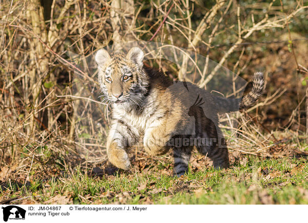 rennender junger Tiger / running Tiger cub / JM-04867