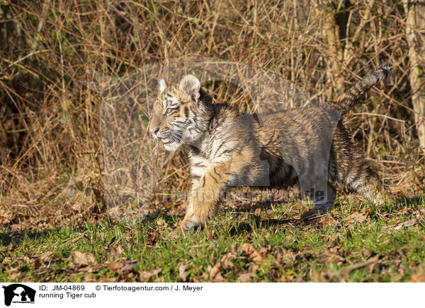 rennender junger Tiger / running Tiger cub / JM-04869