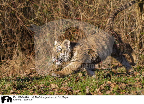 rennender junger Tiger / running Tiger cub / JM-04870