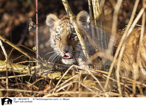 Tiger cub portrait / JM-04875