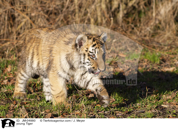 junger Tiger / young Tiger / JM-04880
