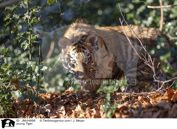 junger Tiger / young Tiger / JM-04896