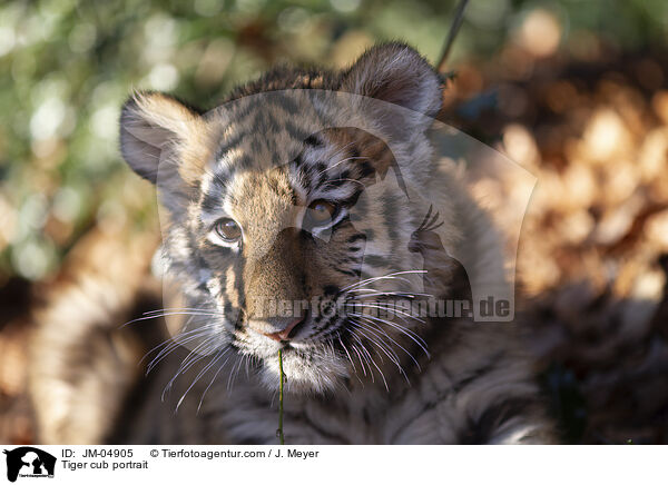 junger Tiger Portrait / Tiger cub portrait / JM-04905